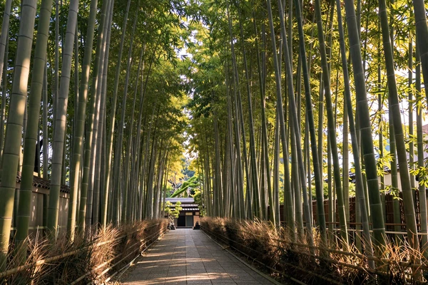 Serene bamboo grove pathway in Kyoto Japan at golden hour representing peaceful Japanese dating culture
